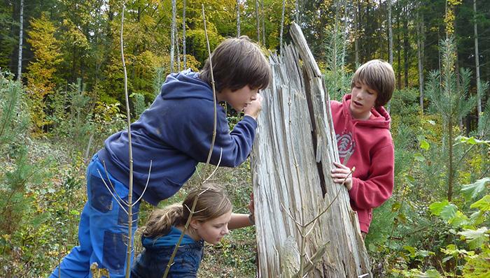 la foret et ses cycles de vie
